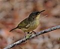 Long-billed Greenbul