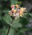 Lonicera etrusca 1