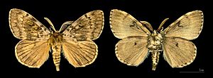 Archivo:Lymantria dispar MHNT.CUT.2012.0.357 Col de Cricheto Bastelica male