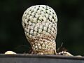 Mammillaria pectinifera 11