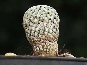Archivo:Mammillaria pectinifera 11