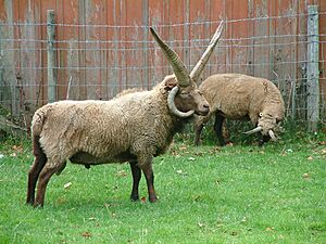Archivo:Manx loaghtan