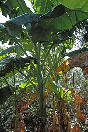 Archivo:Musa acuminata - banana trees (Watling's Well Banana Hole, San Salvador Island, Bahamas) 1 (16242300547)