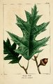 NAS-026 Quercus rubra