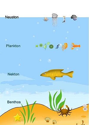 Archivo:Neuston, Plankton, Nekton, Benthos