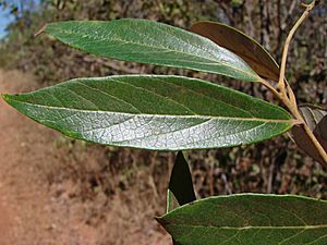 Archivo:Ocotea aciphylla leaves