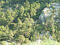 Omis-15