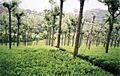 Ooty-tea-gardens