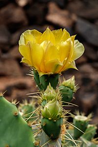 Archivo:Opuntia hyptiacantha 02