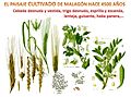 Paisaje vegetal cultivado de El Malagón (Cúllar) en el III milenio A.C.