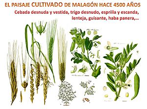 Archivo:Paisaje vegetal cultivado de El Malagón (Cúllar) en el III milenio A.C.