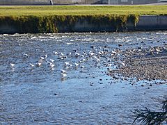 Parc Fluvial del Besòs (1)