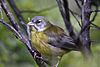 Patagonian Sierra-Finch.jpg