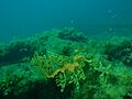 Phycodurus eques P2023155