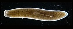 Planaria torva.jpg