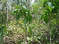 Platymiscium pynnatum. Cristóbal. Carara National Park. Costa Rica