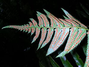 Archivo:Polystichum munitum sori