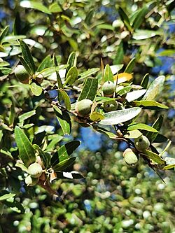 Quercus Eduardii.jpg