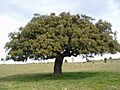 Quercus ilex