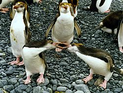 Royal penguins arguing.jpg