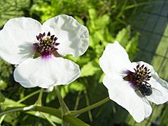 Archivo:SagittariaSagittifolia-bloem-kl