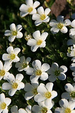 Saxifraga moncayensis.jpg