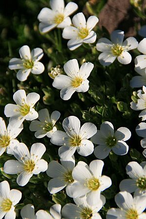 Archivo:Saxifraga moncayensis