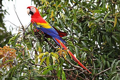 Scarlet-Macaw-cr