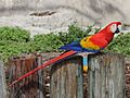 Scarlet Macaw RWD3