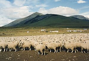 Archivo:Sheep, Torres del Paine