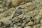 Archivo:Short-tailed Field-Tyrant - South Ecuador S4E8007 (16710944637)