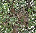 Sind Sparrow (Passer pyrrhonotus)'s nest at Sultanpur I Picture 171