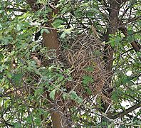 Sind Sparrow (Passer pyrrhonotus)'s nest at Sultanpur I Picture 171