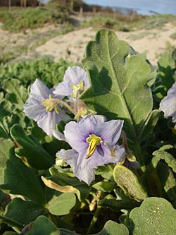 Solanum coquimbense J. R. Benn. (2).jpg