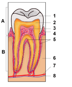 Tooth section international.png