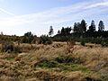 Vogelsberg Hochmoor