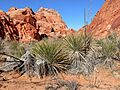 Yucca utahensis 1