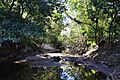 (1)upper Lane Cove River