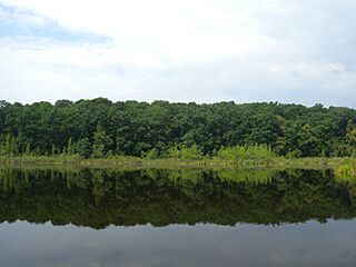 Чорний ліс 9
