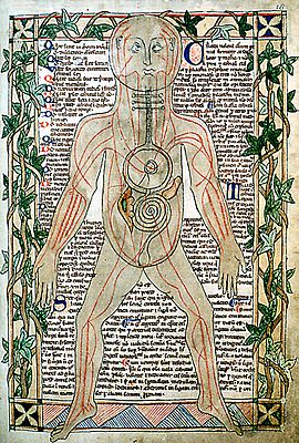 Archivo:13th century anatomical illustration - sharp