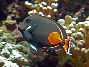 Archivo:Acanthuridae - Acanthurus achilles