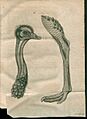 Acta Eruditorum - I struzzi, 1759 – BEIC 13442504