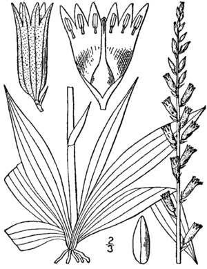 Aletris farinosa drawing.png