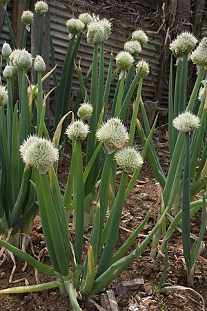 Archivo:Allium fistulosum 2