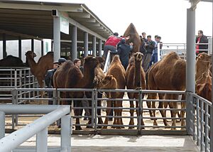 Archivo:Altyn Asyr Bazar Camel maraket (46090811612)