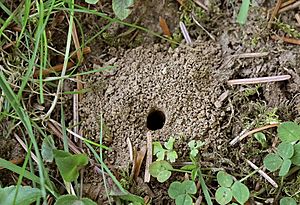 Archivo:Andrena fulva - nest (2010-04-24)
