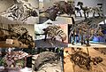Ankylosauria Diversity