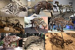 Ankylosauria Diversity.jpg