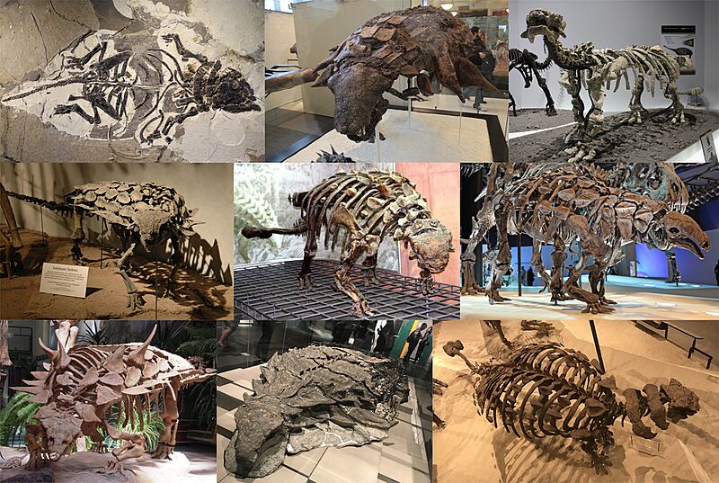 Ankylosauria Diversity