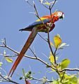 Ara macao -Puntarenas Province, Costa Rica-8